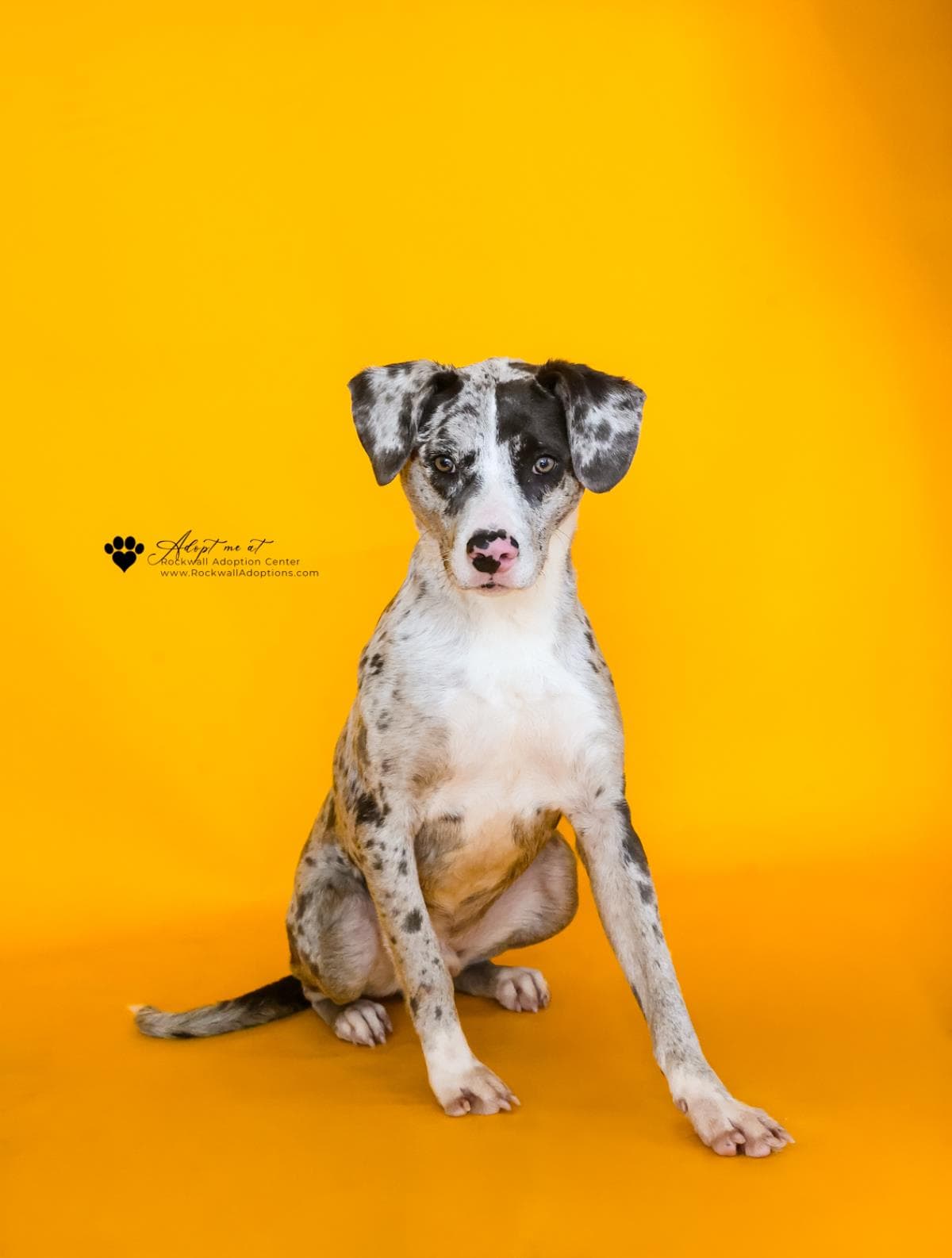 Vincent - Catahoula Leopard Dog