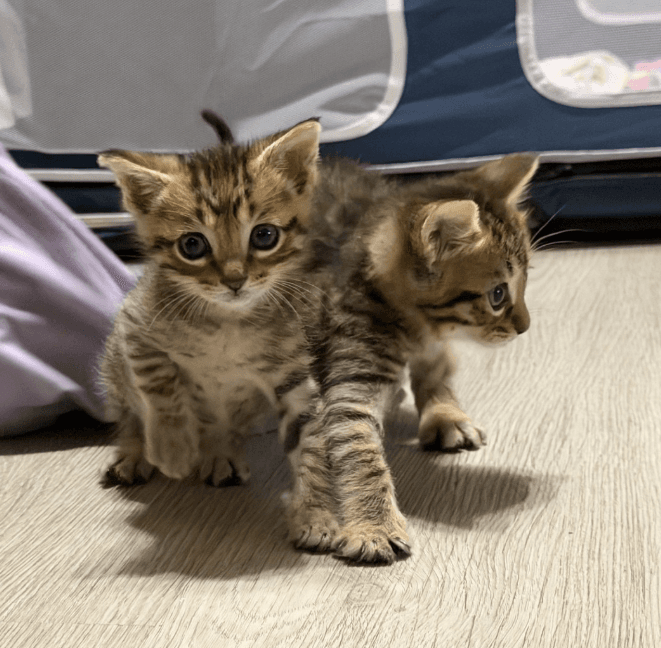 Elvis - Domestic Medium Hair