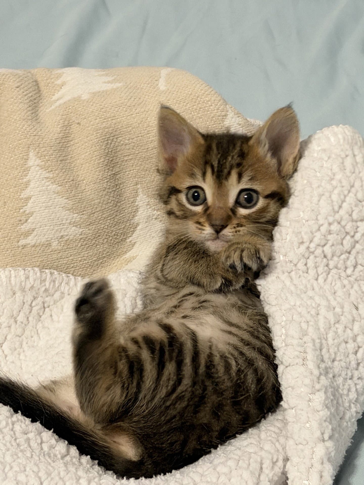 Elsie - Domestic Medium Hair