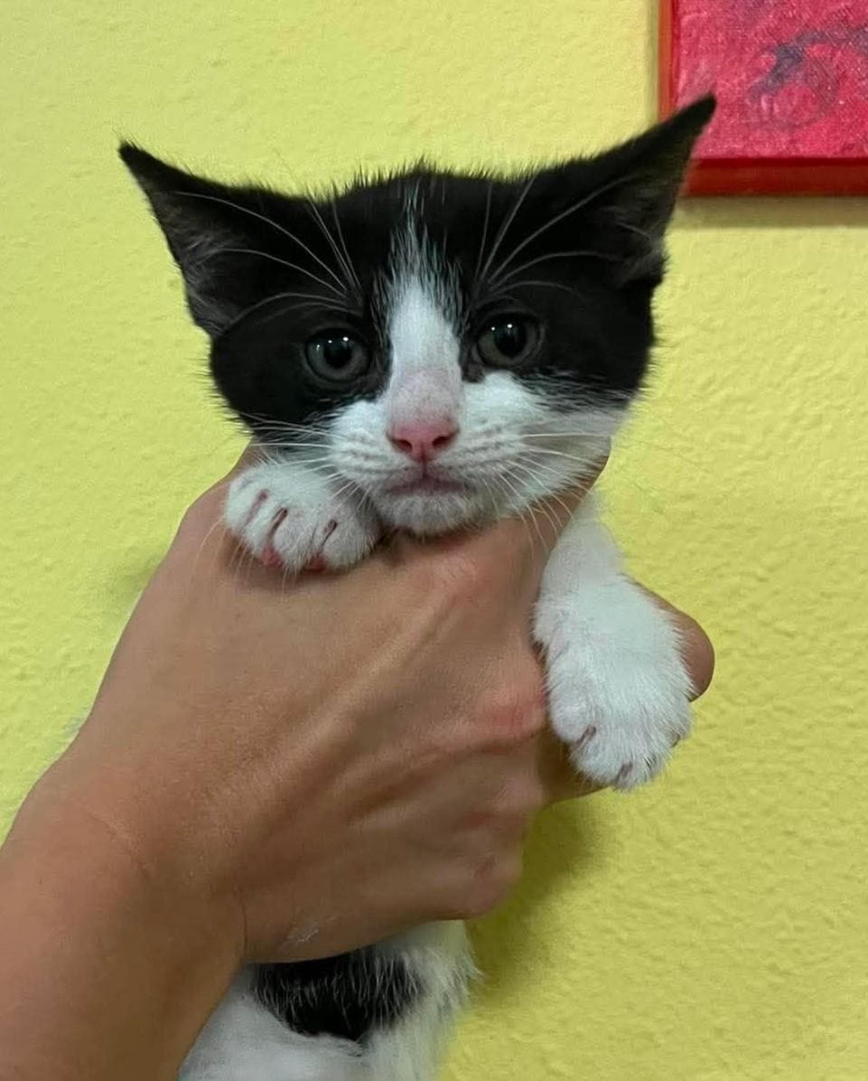 Kayleigh - Domestic Short Hair