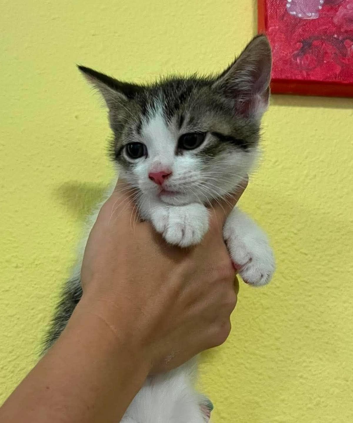 Kendall - Domestic Short Hair