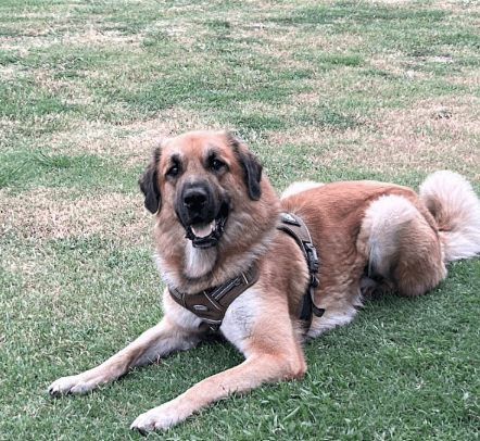 Kenji - Anatolian Shepherd