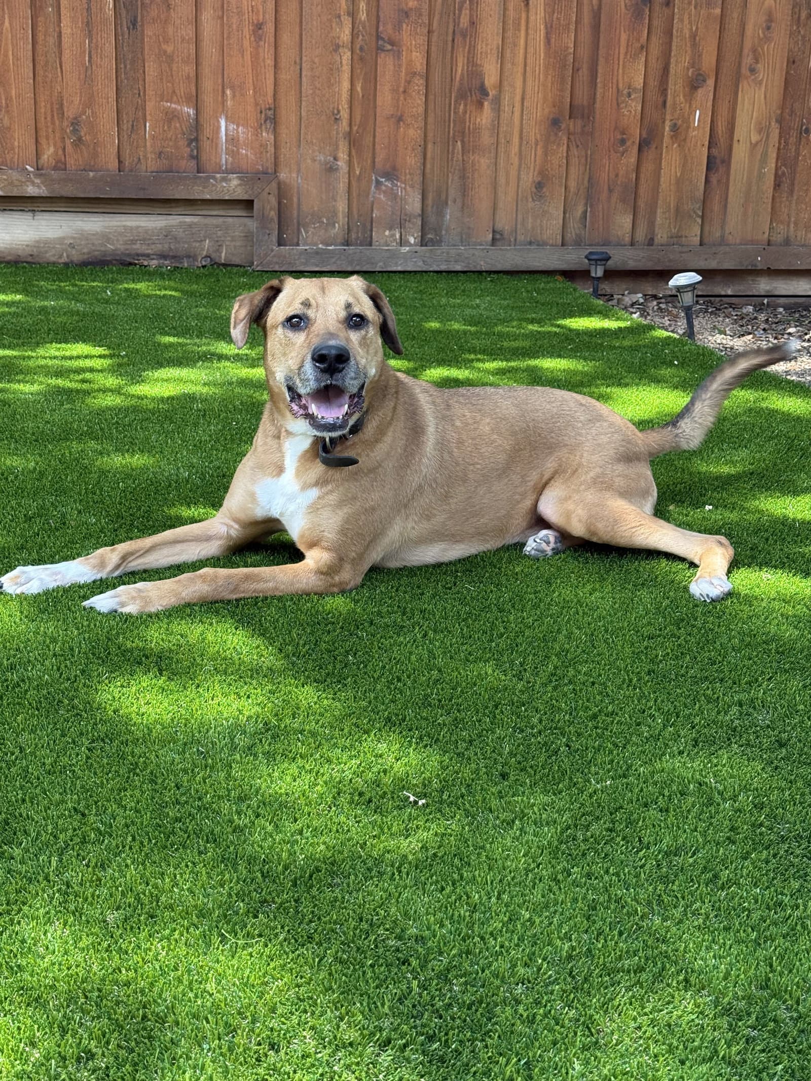 Logan - Boxer