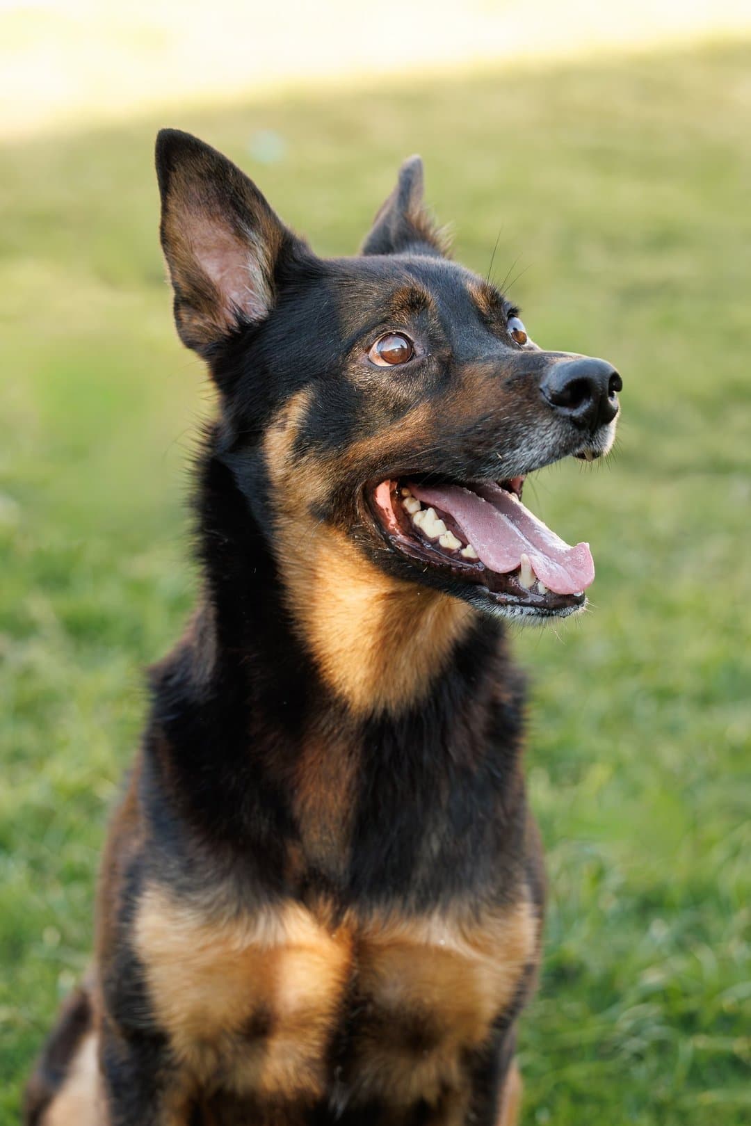 Marley - German Shepherd Dog