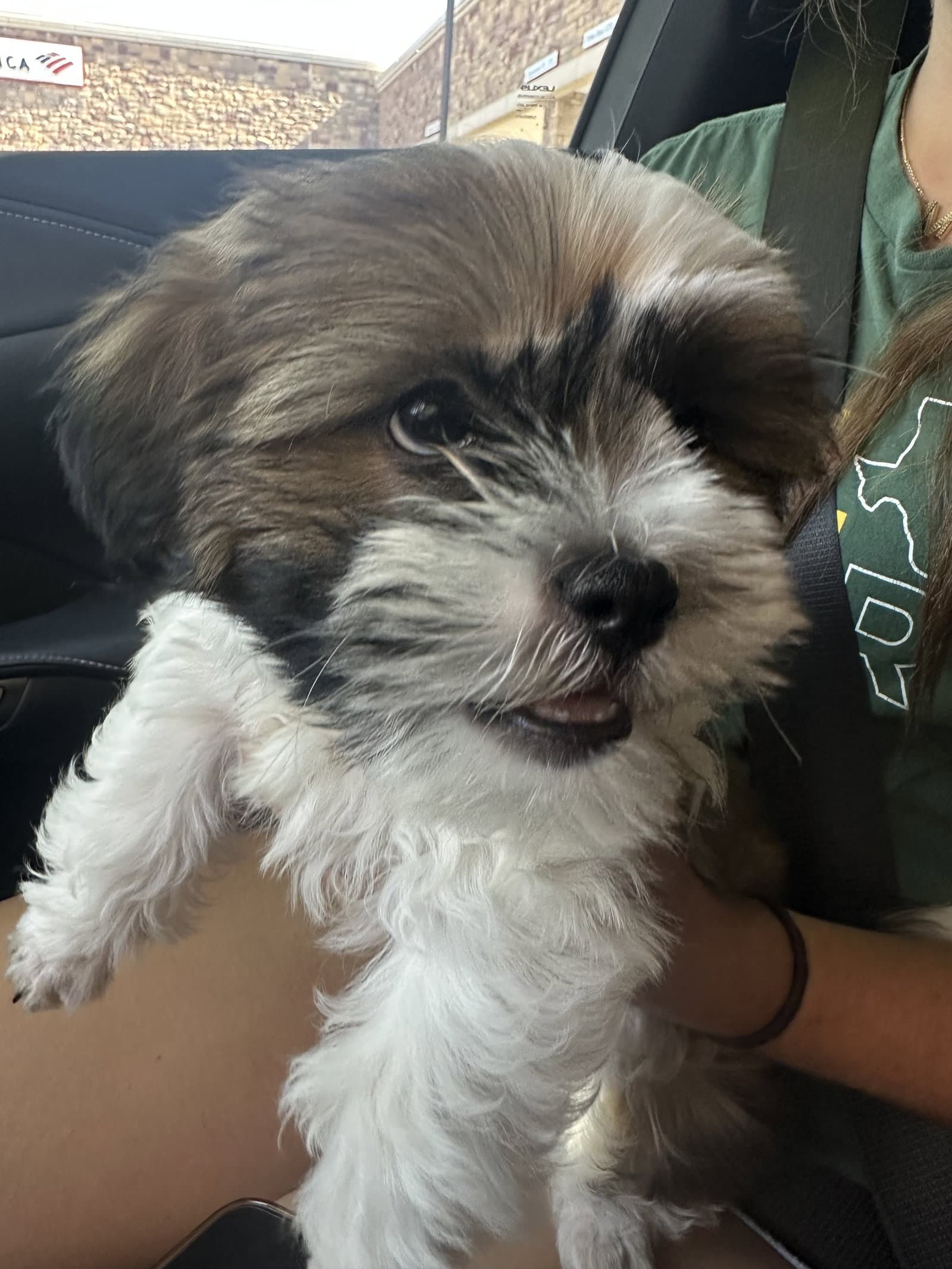 Milo - Shih Tzu