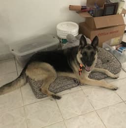 Max image 1