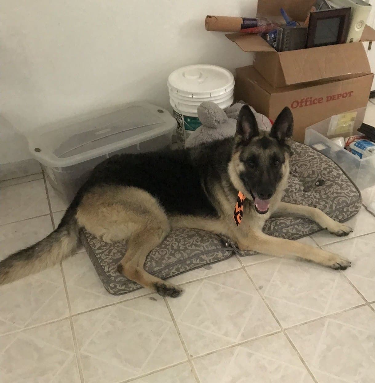 Max - German Shepherd Dog