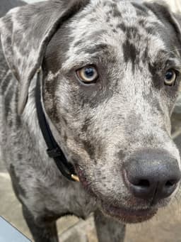 Boudreaux image 1