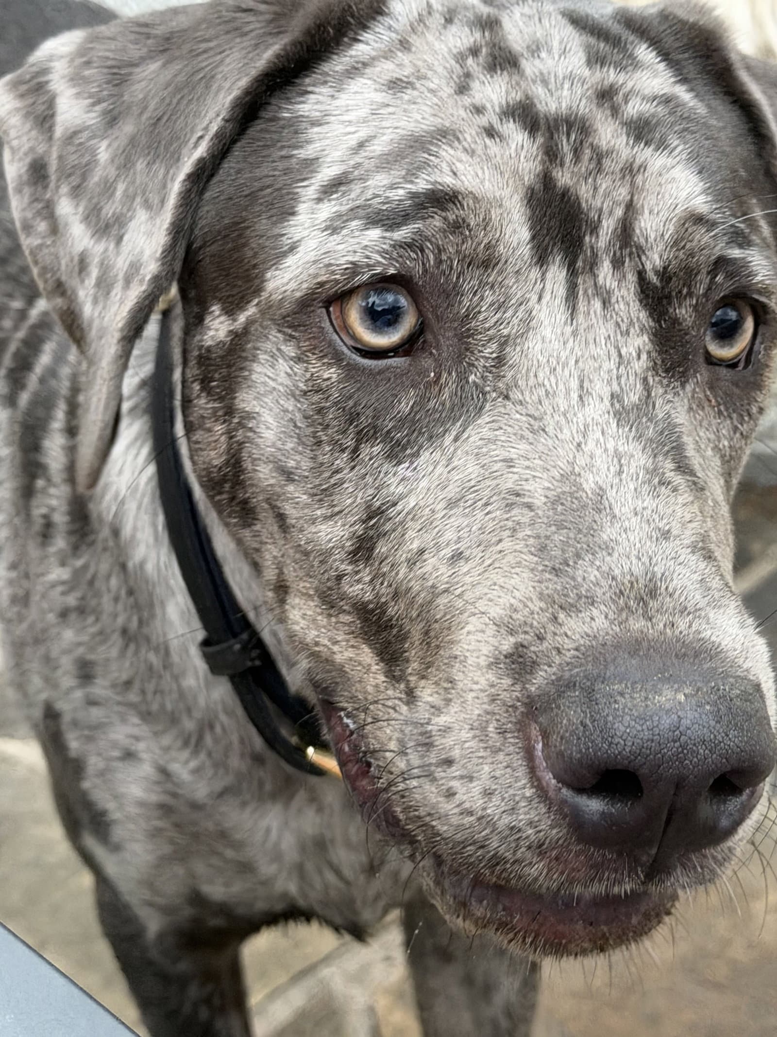 Boudreaux - Catahoula Leopard Dog
