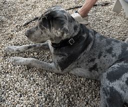 Boudreaux image 4