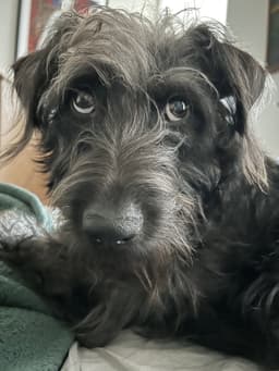 Dolly image 1