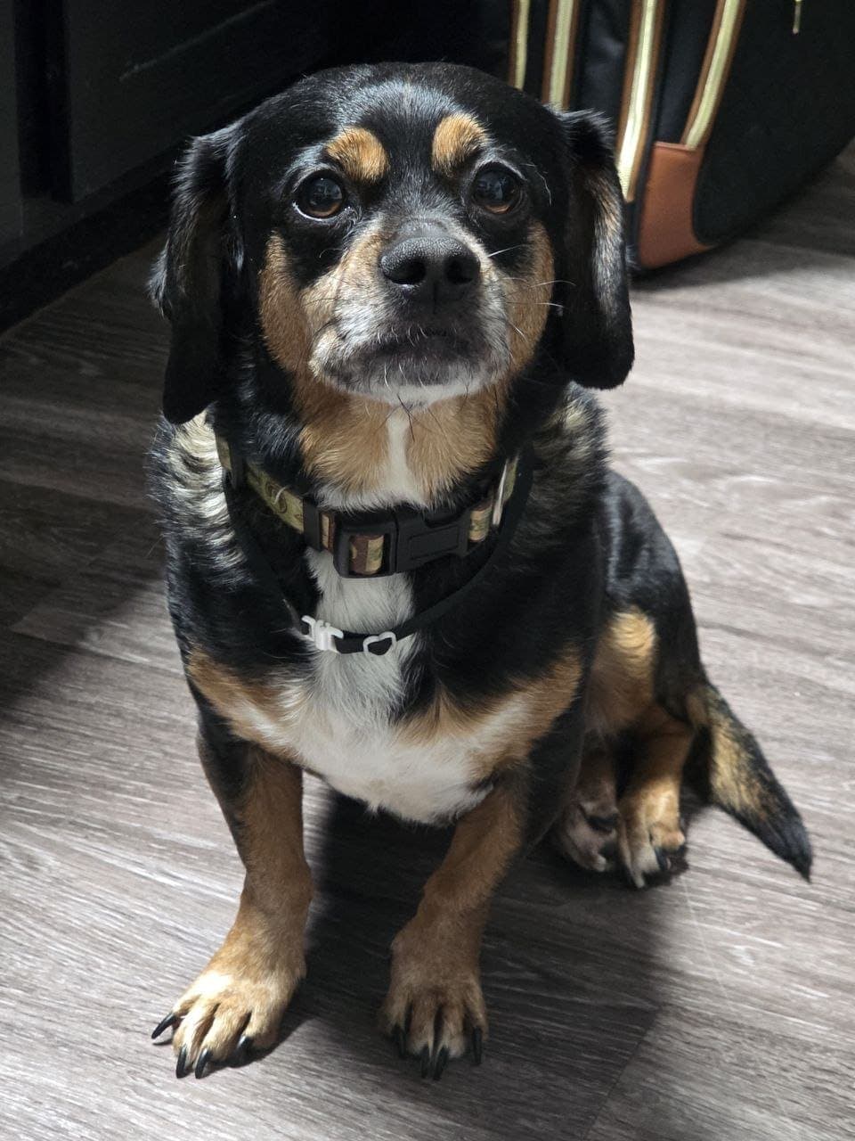 Owen - Dachshund