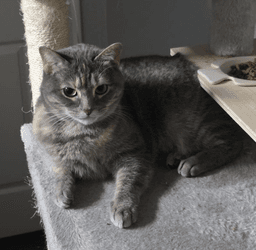 Calista image 1