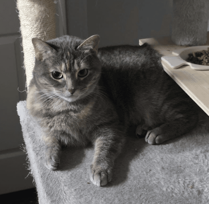 Calista - Domestic Short Hair