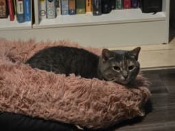 Calista image 3