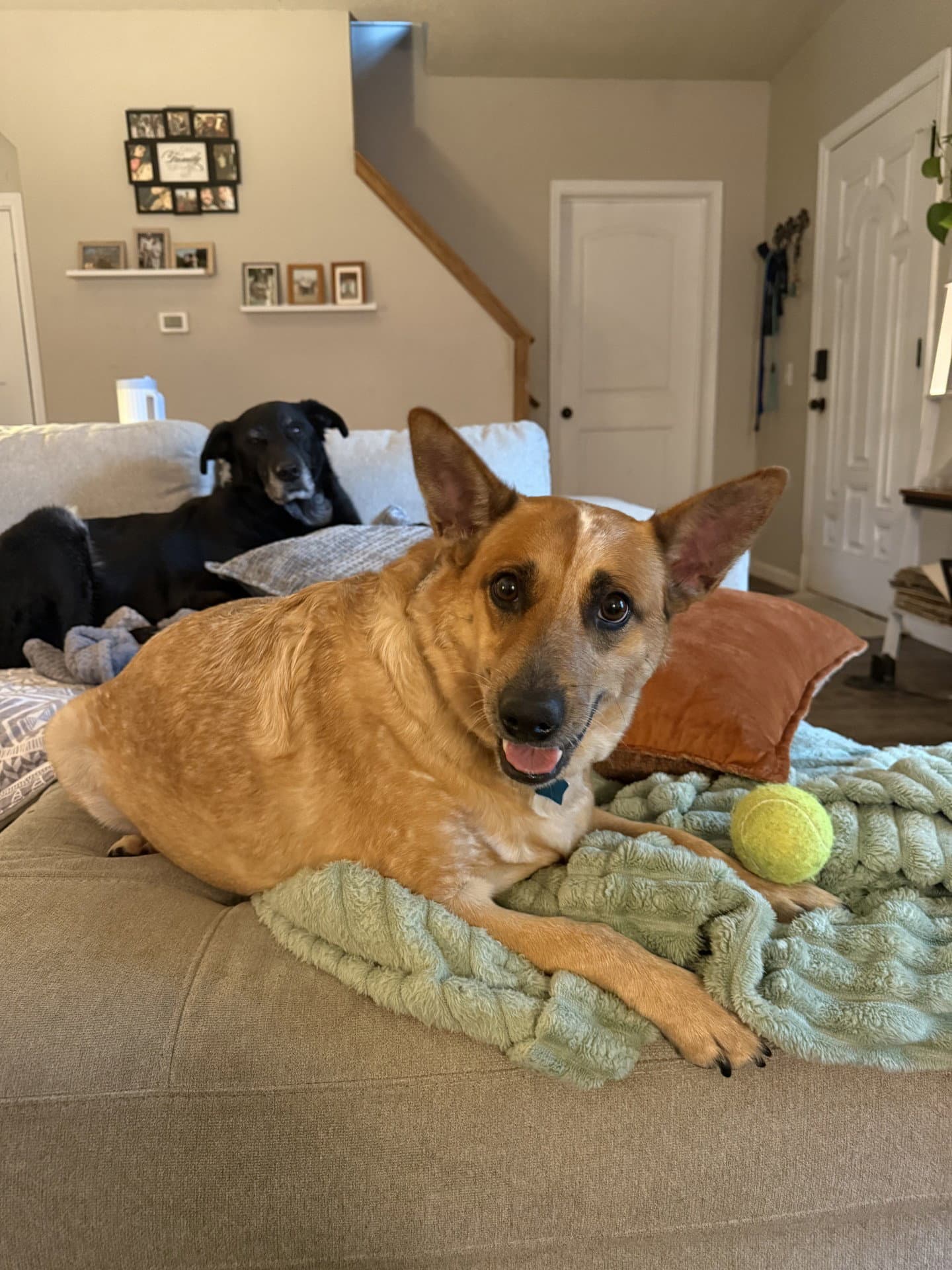 Abby - Queensland Heeler