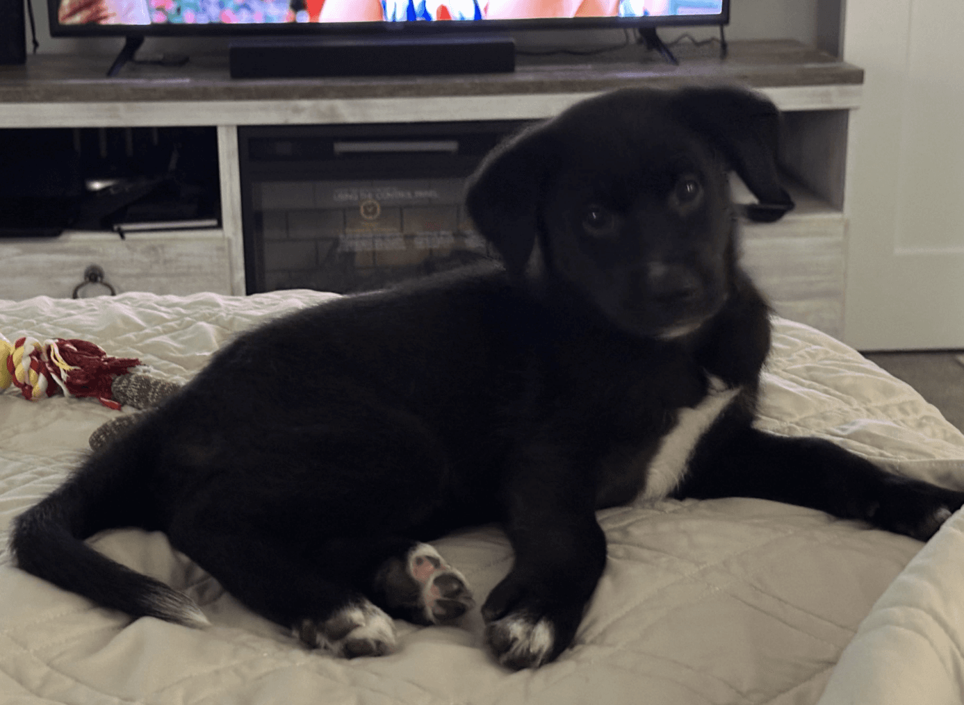Boots - Labrador Retriever