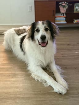 Frankie image 3