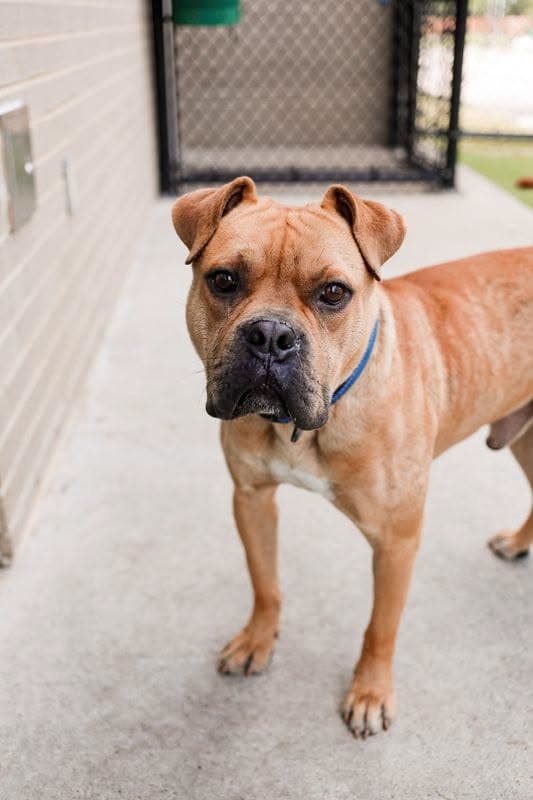 Buster - Boxer