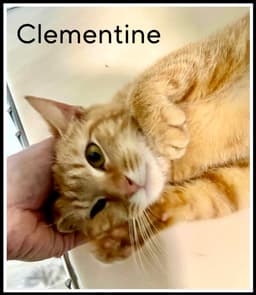 Clementine Fcid  -  Sn Food image 1