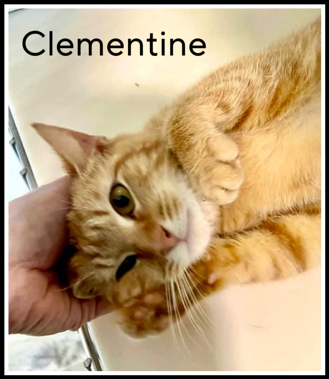 Clementine Fcid  -  Sn Food - Tabby