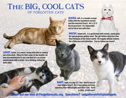 Big Cats  Pounds Part image 1