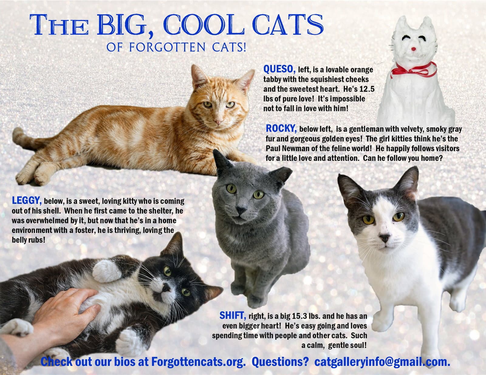 Big Cats  Pounds Part - Domestic Short Hair