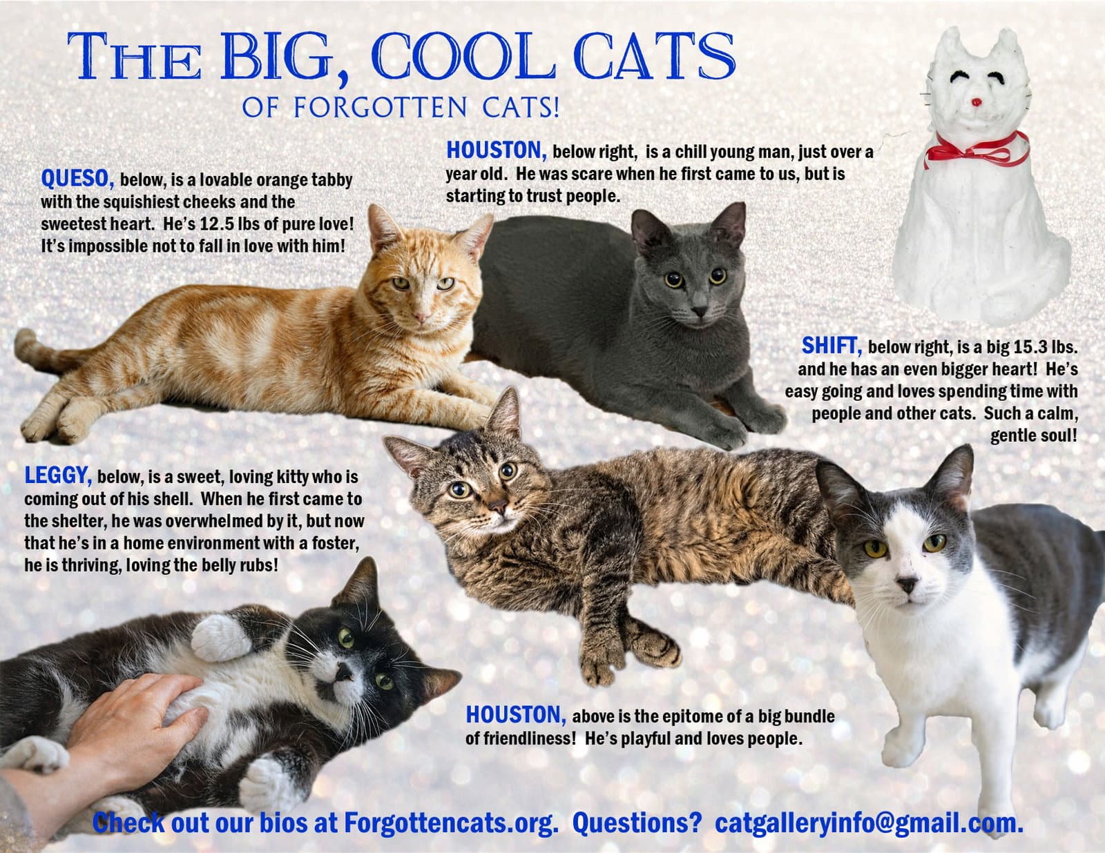 Big Cats  Pounds Part - Domestic Short Hair
