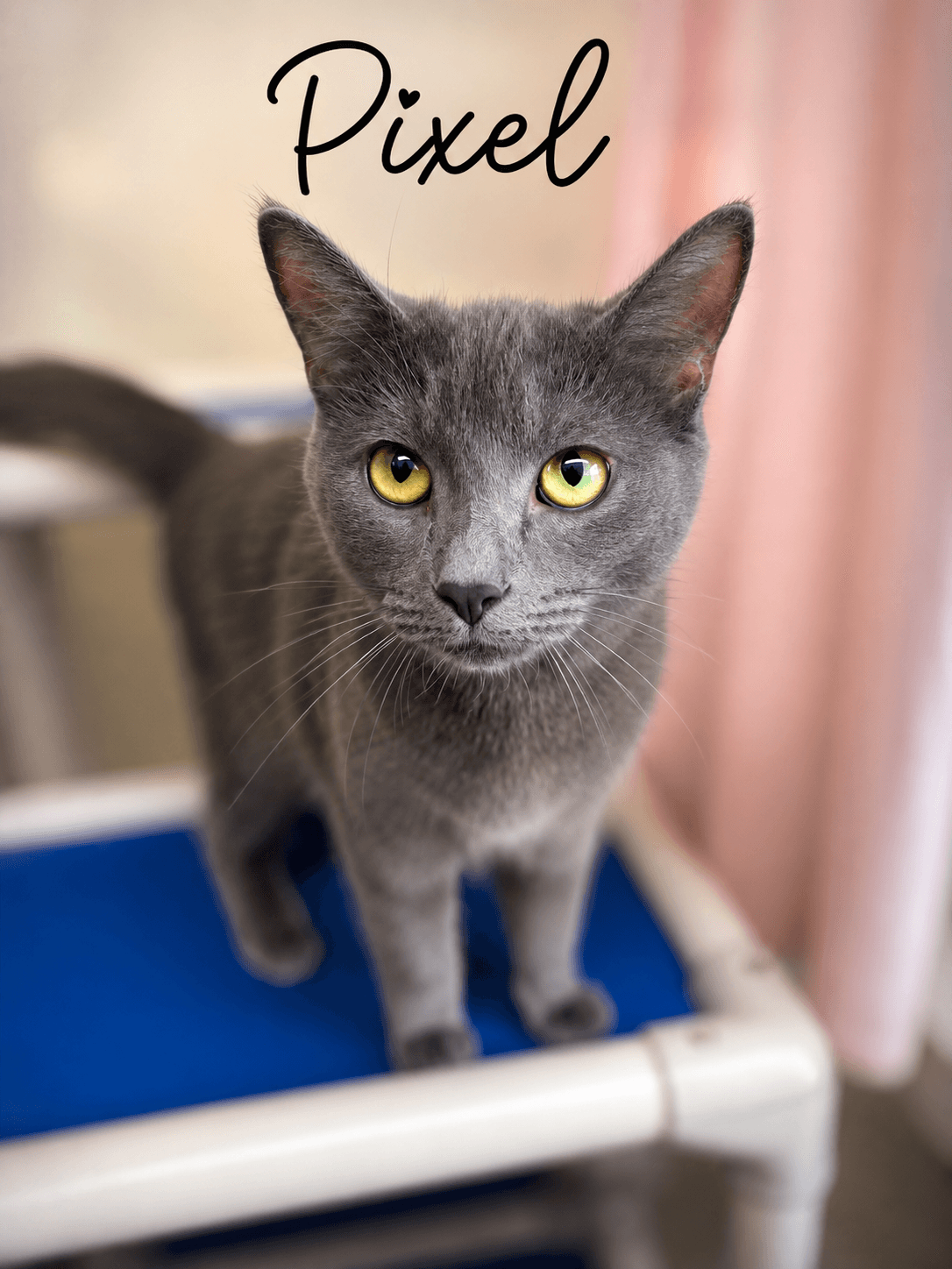 Pixel Willow Grove Ps Fcid - - Domestic Short Hair