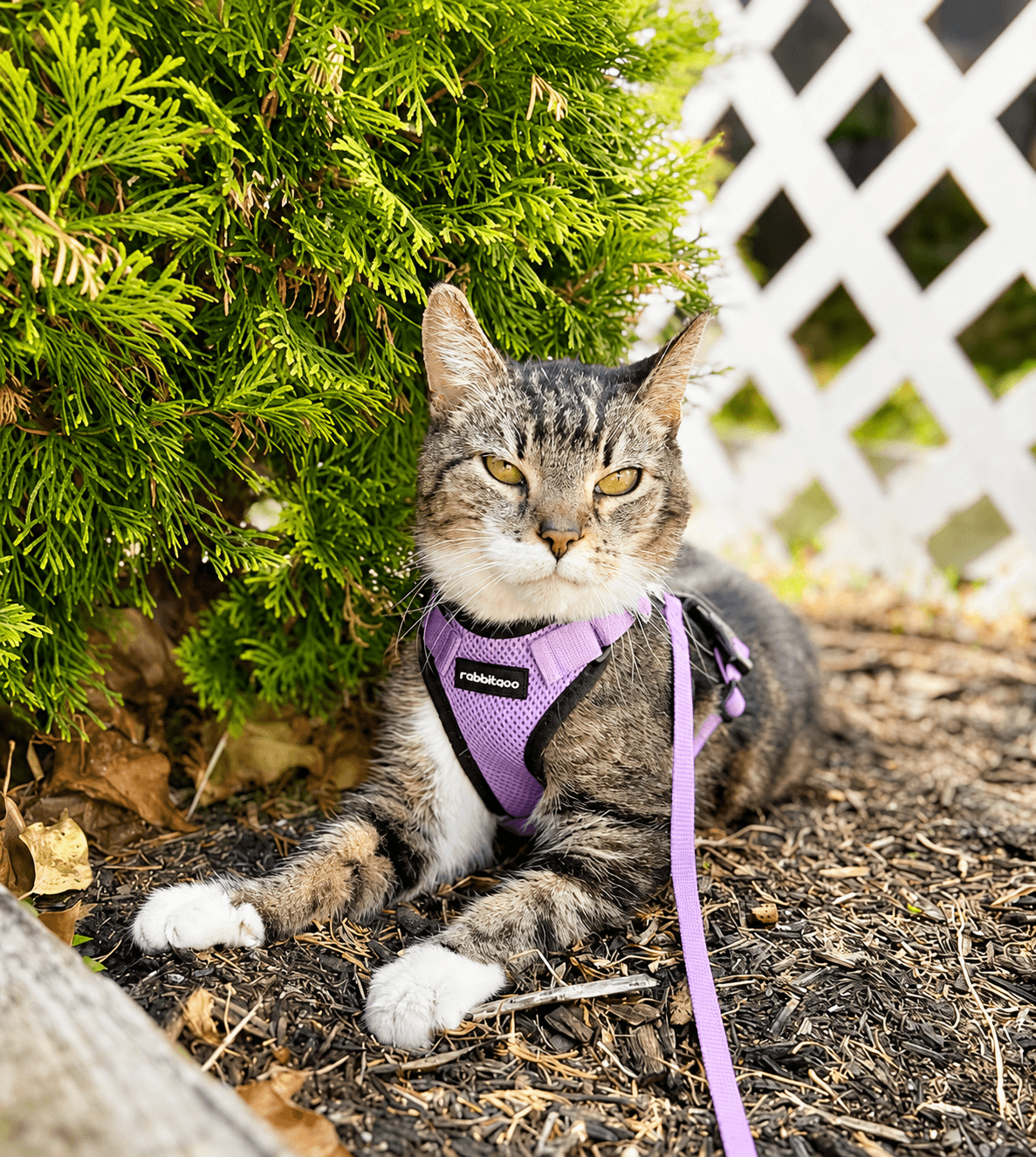 Chai Fcid  -  C - Tabby