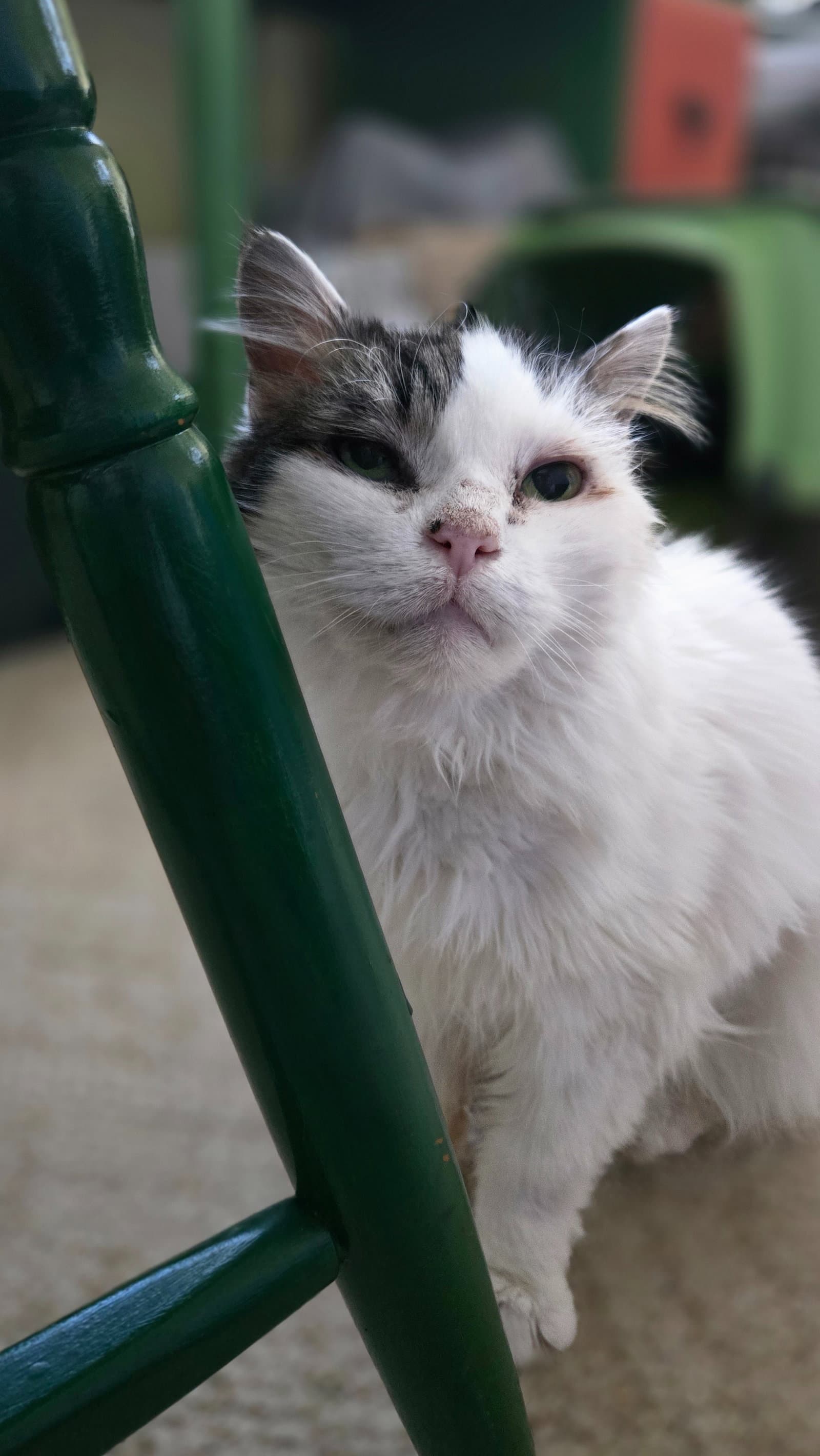 Lillybelle Fcid  -  C Kd Food - Domestic Long Hair