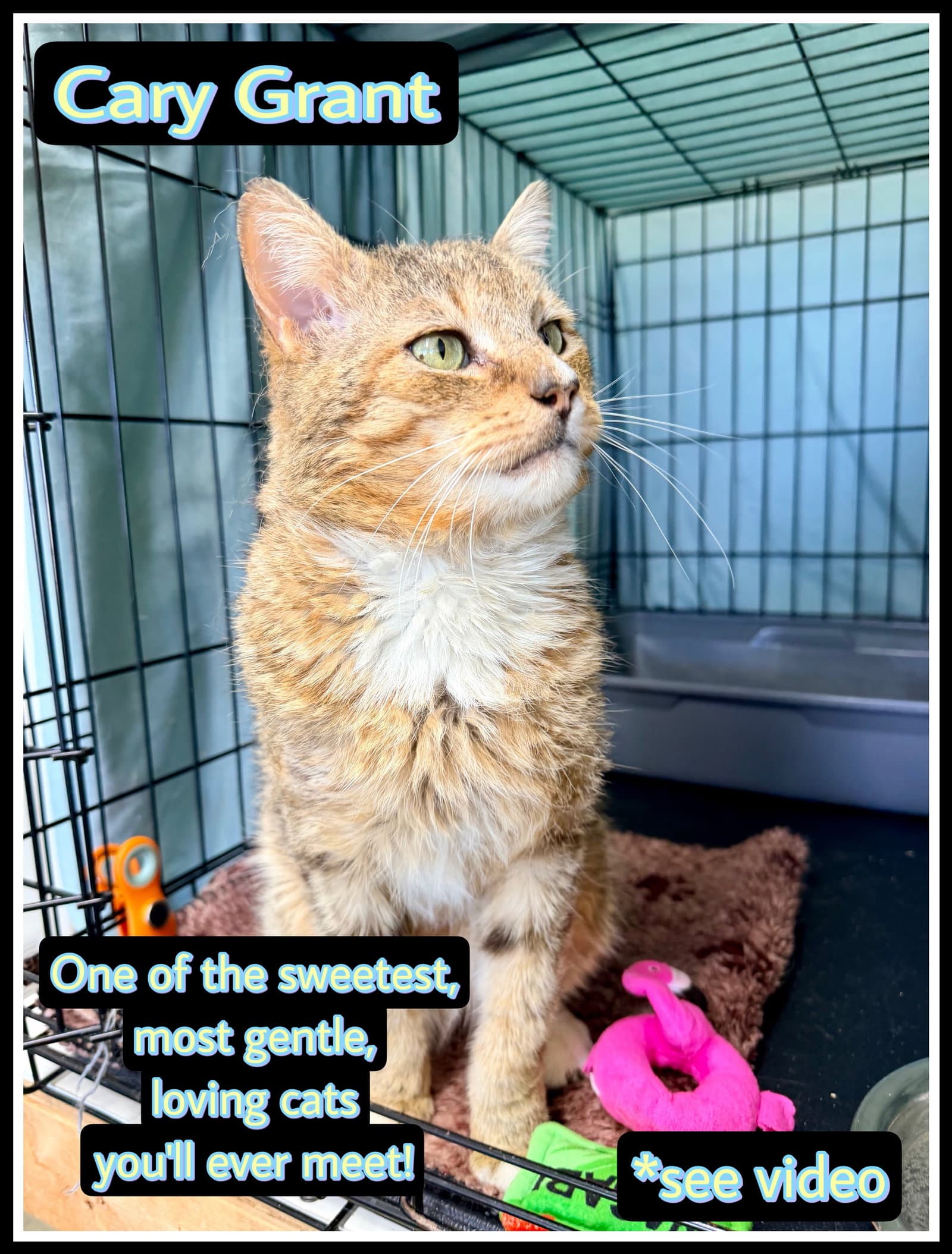 Cary Grant Fcid - Willow Grove Area - Domestic Short Hair
