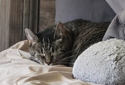 Mimi Barn Cat Fcid  - image 1