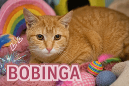 Bobinga Fcid  - image 1
