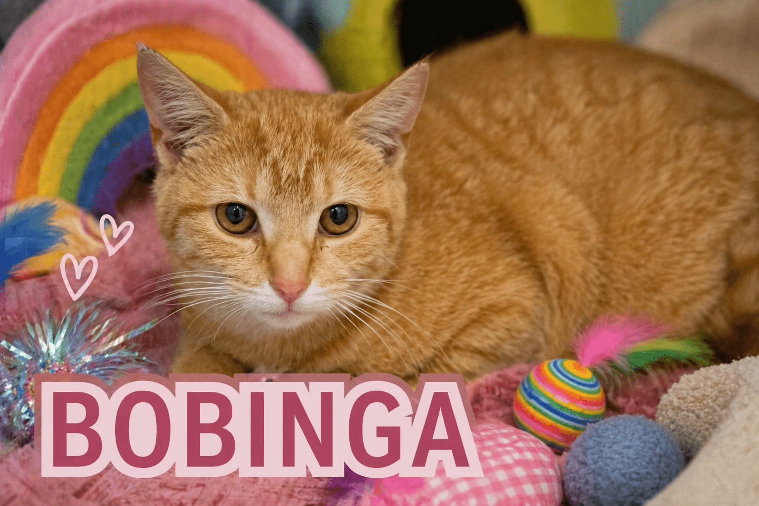 Bobinga Fcid  - - Tabby