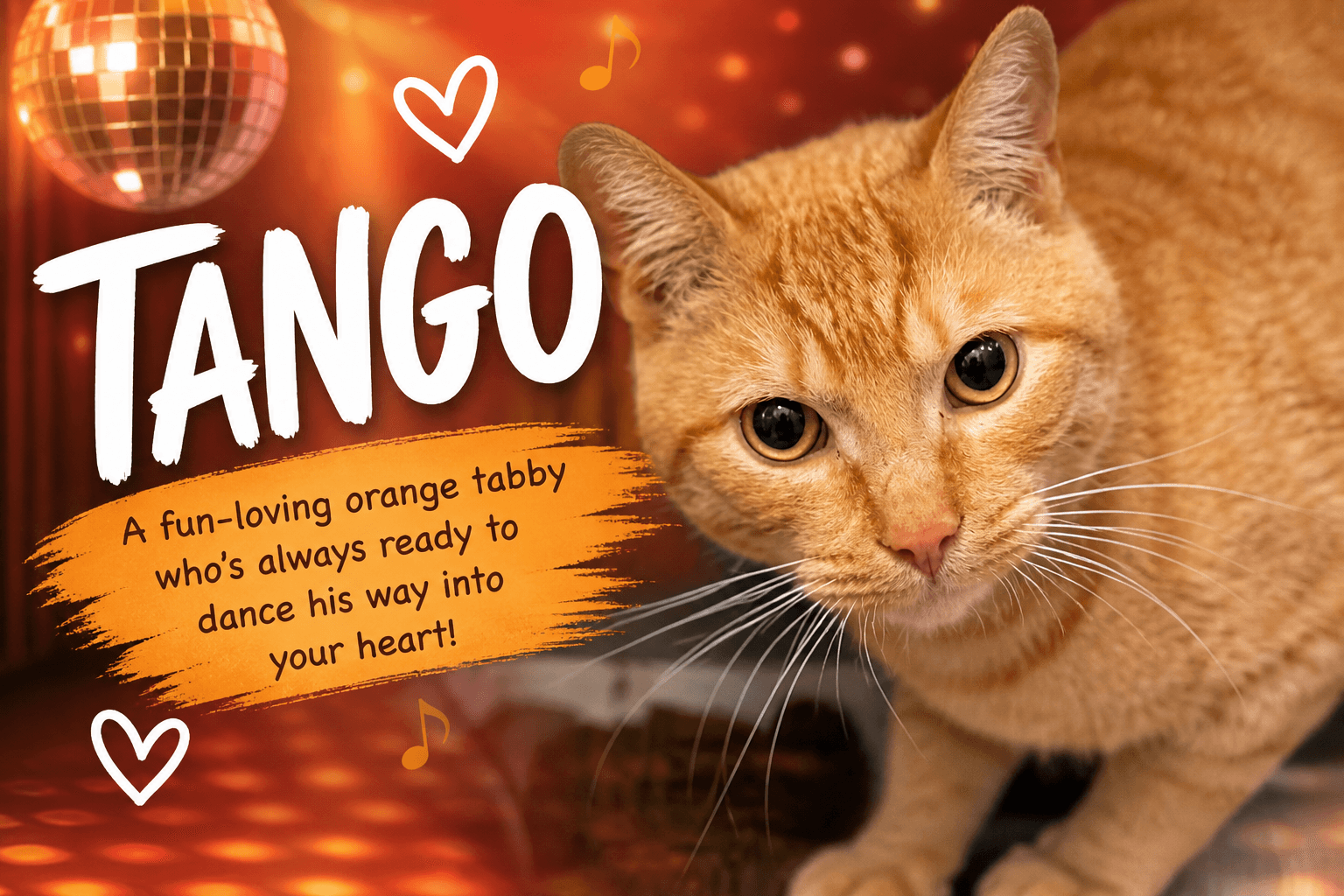 Tango Fcid  -  Trainer - Tabby
