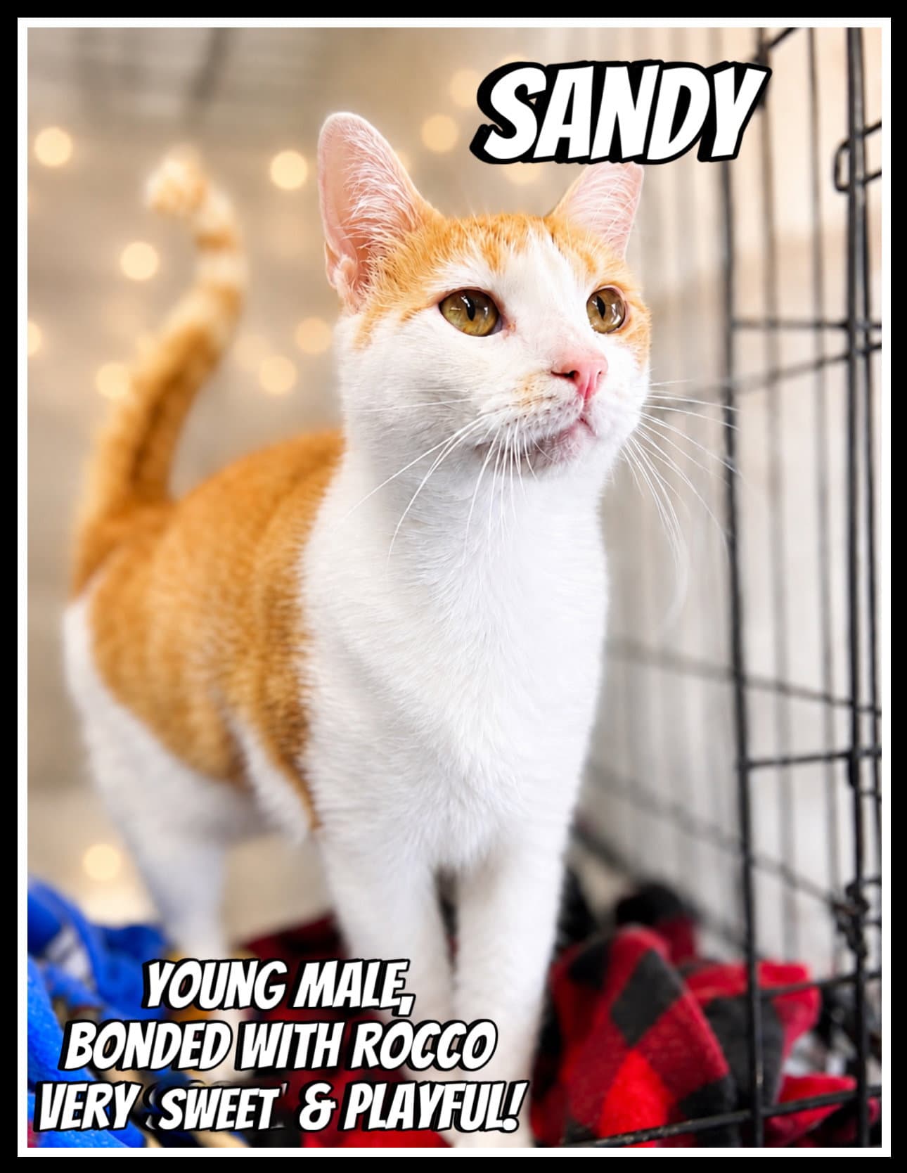 Sandy Wrocco Fcid - Willow Grove Ps - Tabby