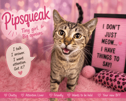 Pipsqueak Fcid  -  Trainer image 1
