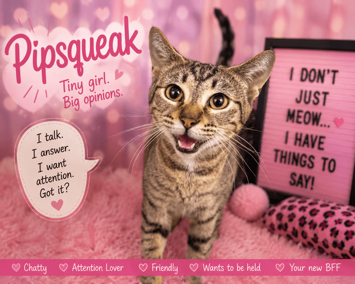 Pipsqueak Fcid  -  Trainer - Tabby