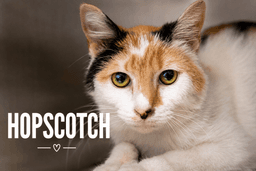 Hopscotch Fcid  -  Trainer image 1