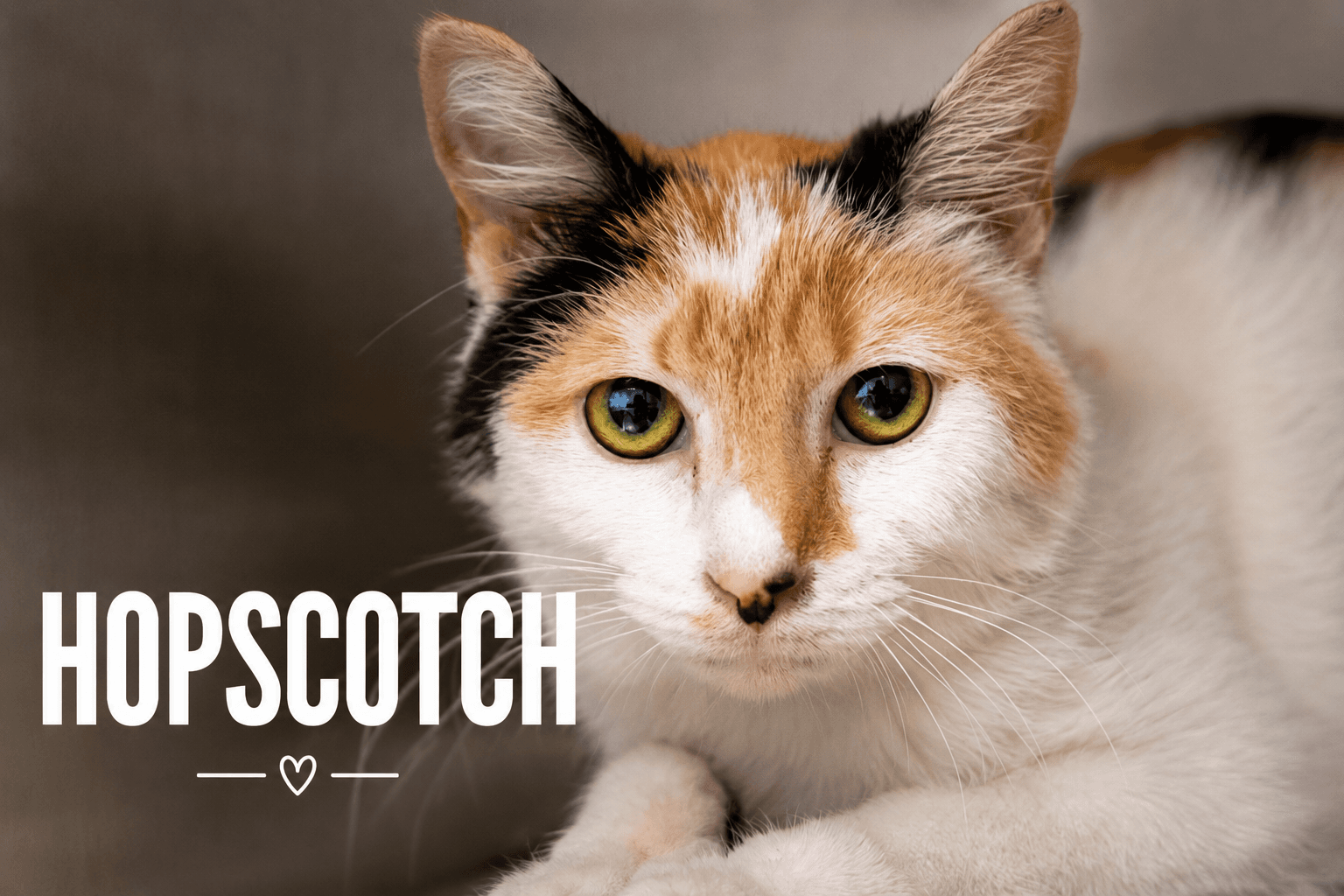 Hopscotch Fcid  -  Trainer - Calico