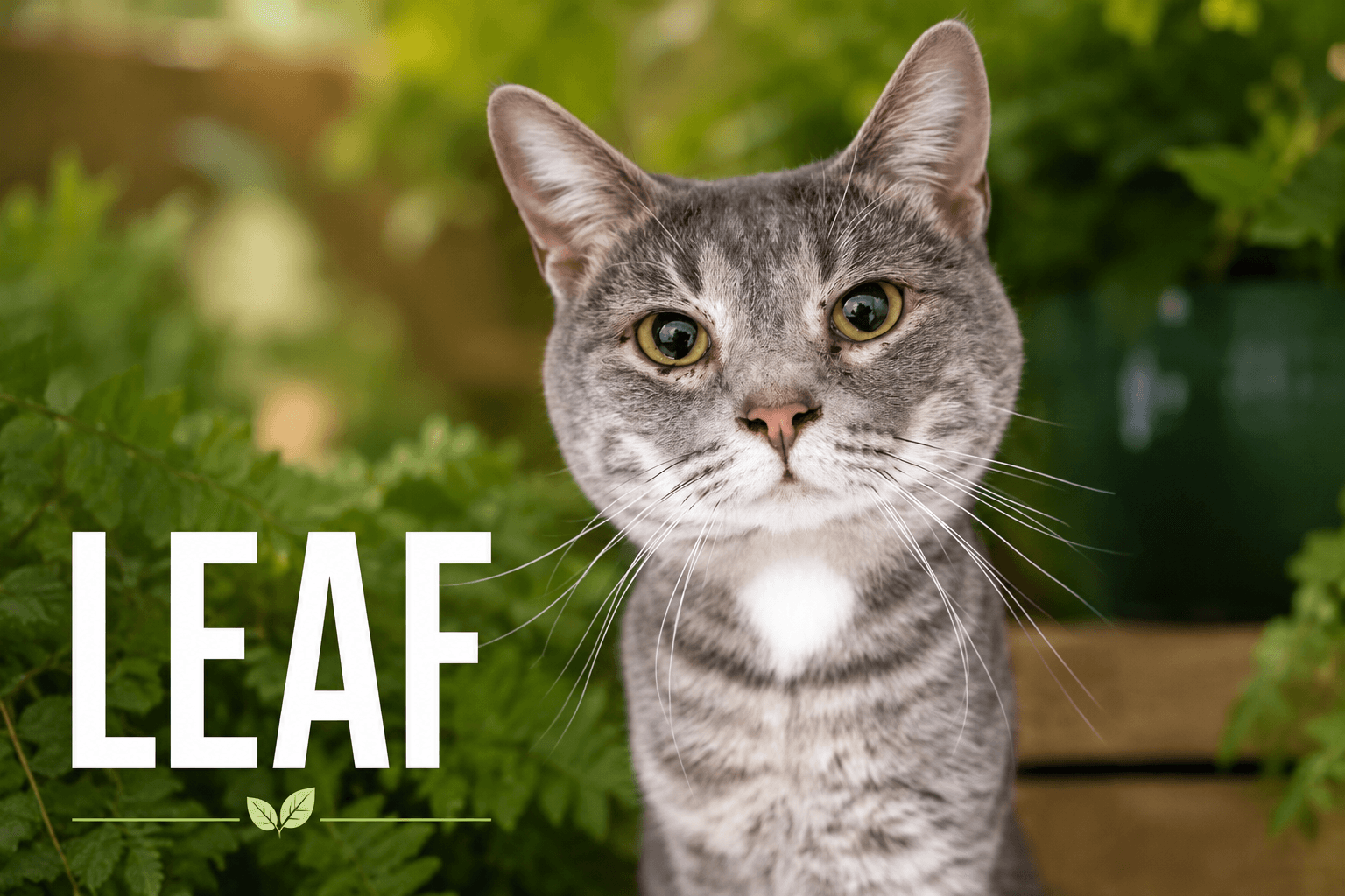 Leaf Fcid  -  Brookhaven Ps - American Shorthair