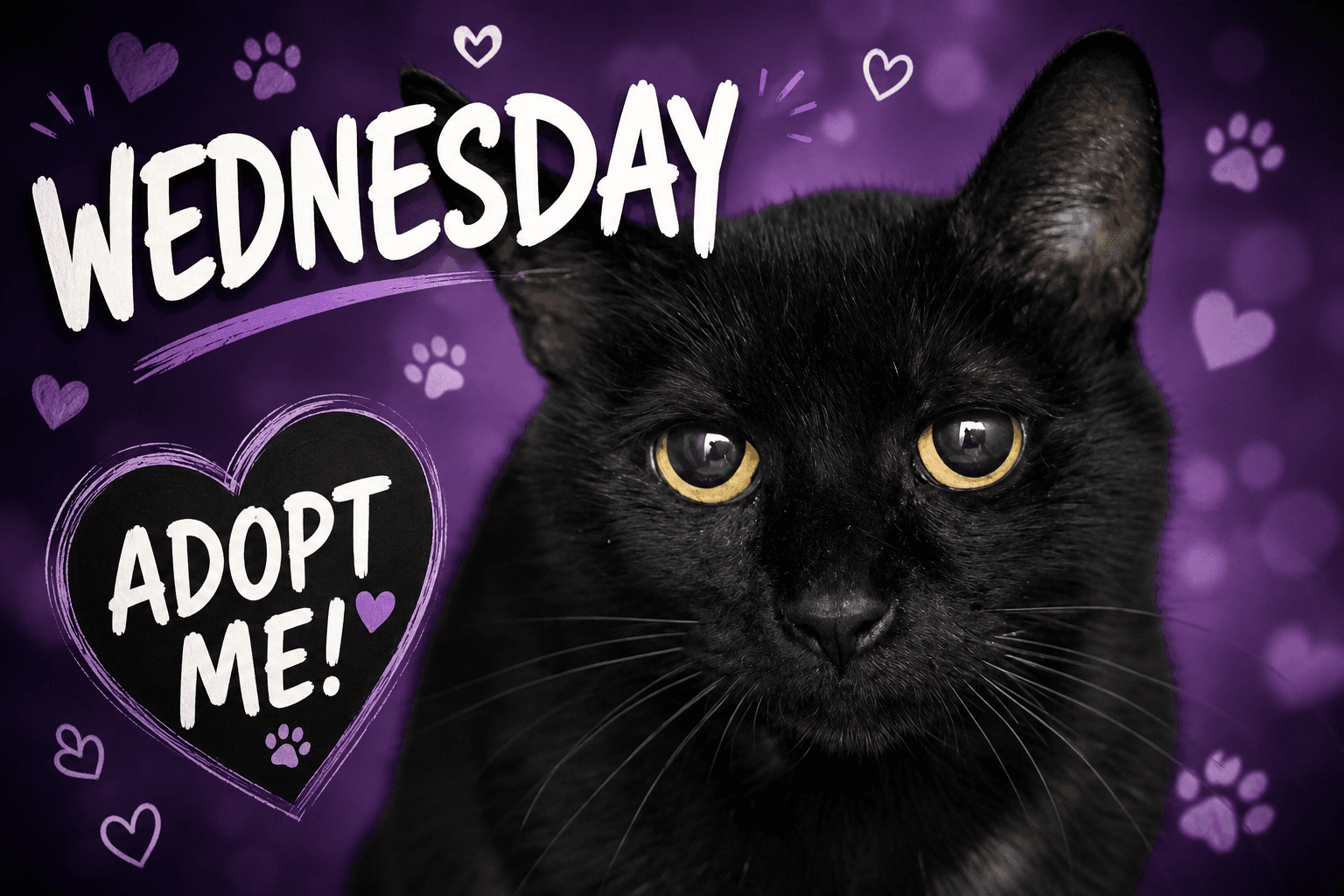 Wednesday Fcid  -  Trainer - Domestic Short Hair