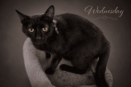 Wednesday Fcid  -  Trainer image 2