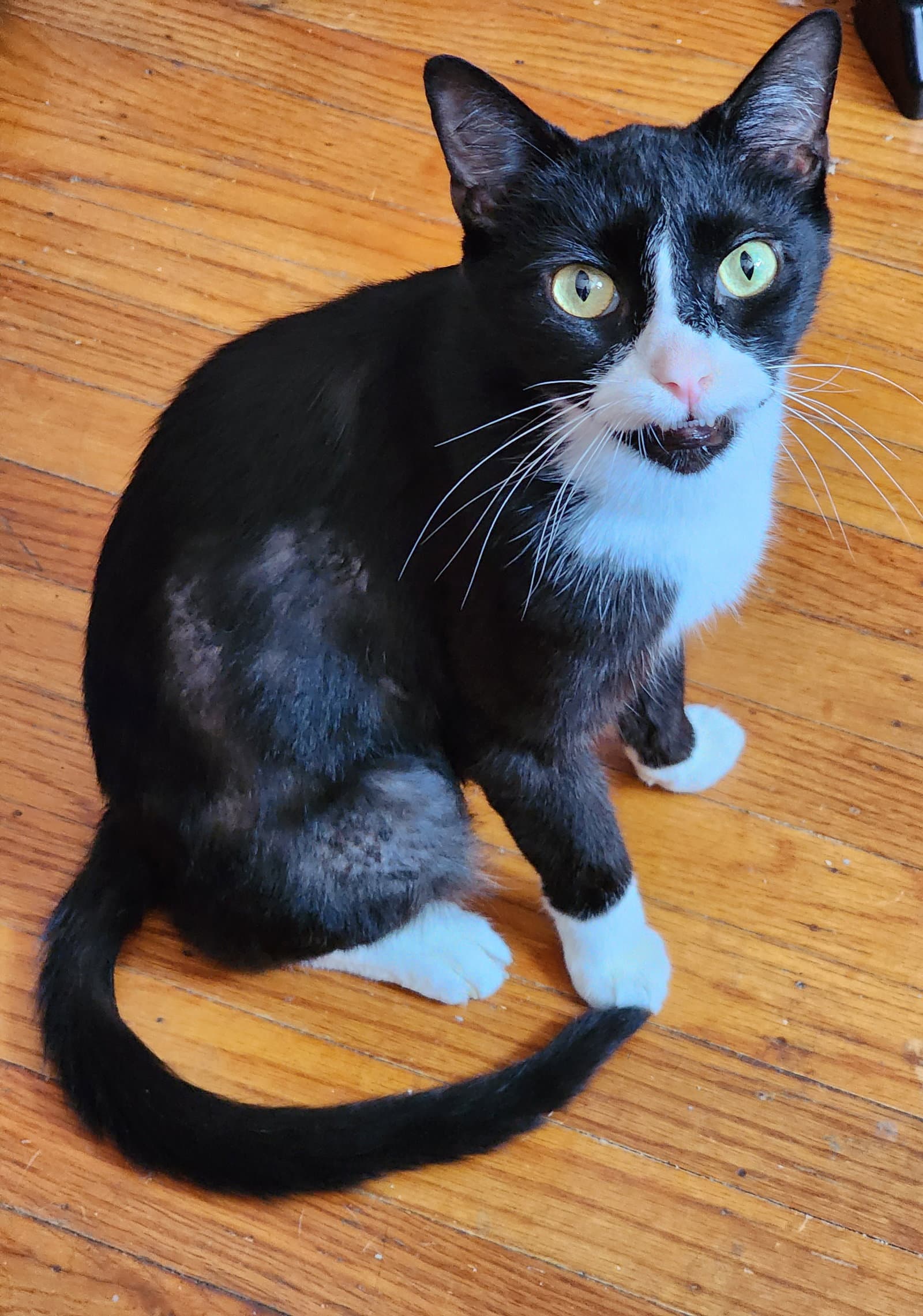 Dollar Fcid  -  C - Tuxedo