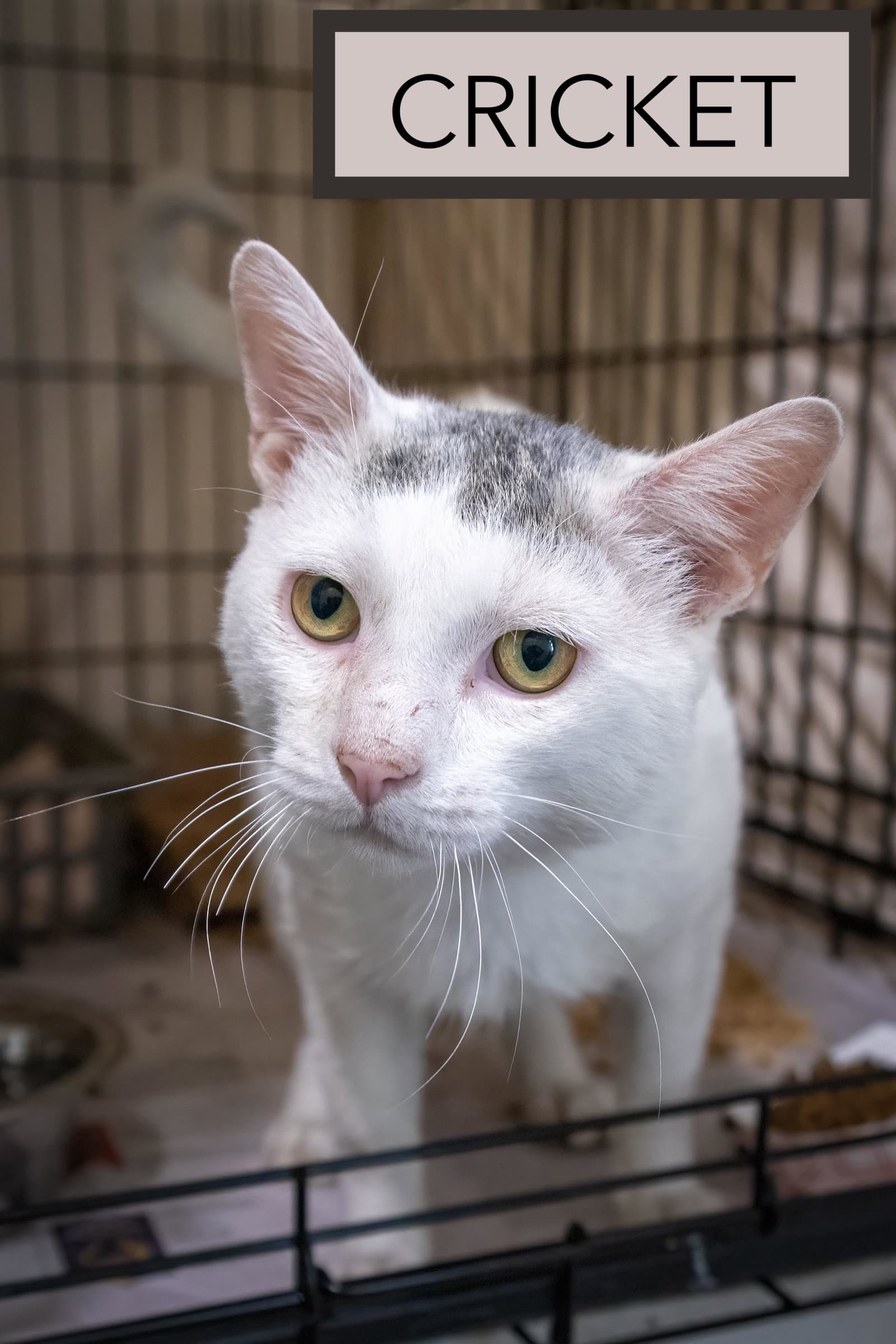 Cricket Fcid  -  Trainer - Domestic Short Hair