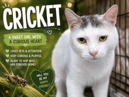 Cricket Fcid  -  Trainer image 3