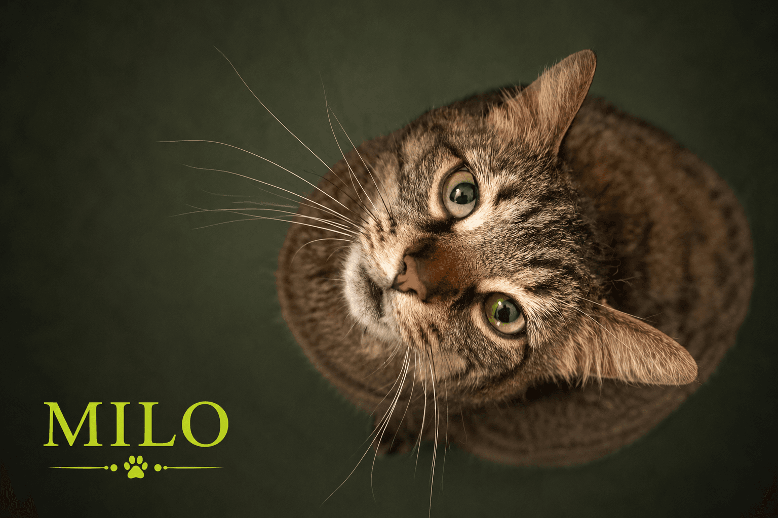 Milo Fcid  -  Trainer - Tabby