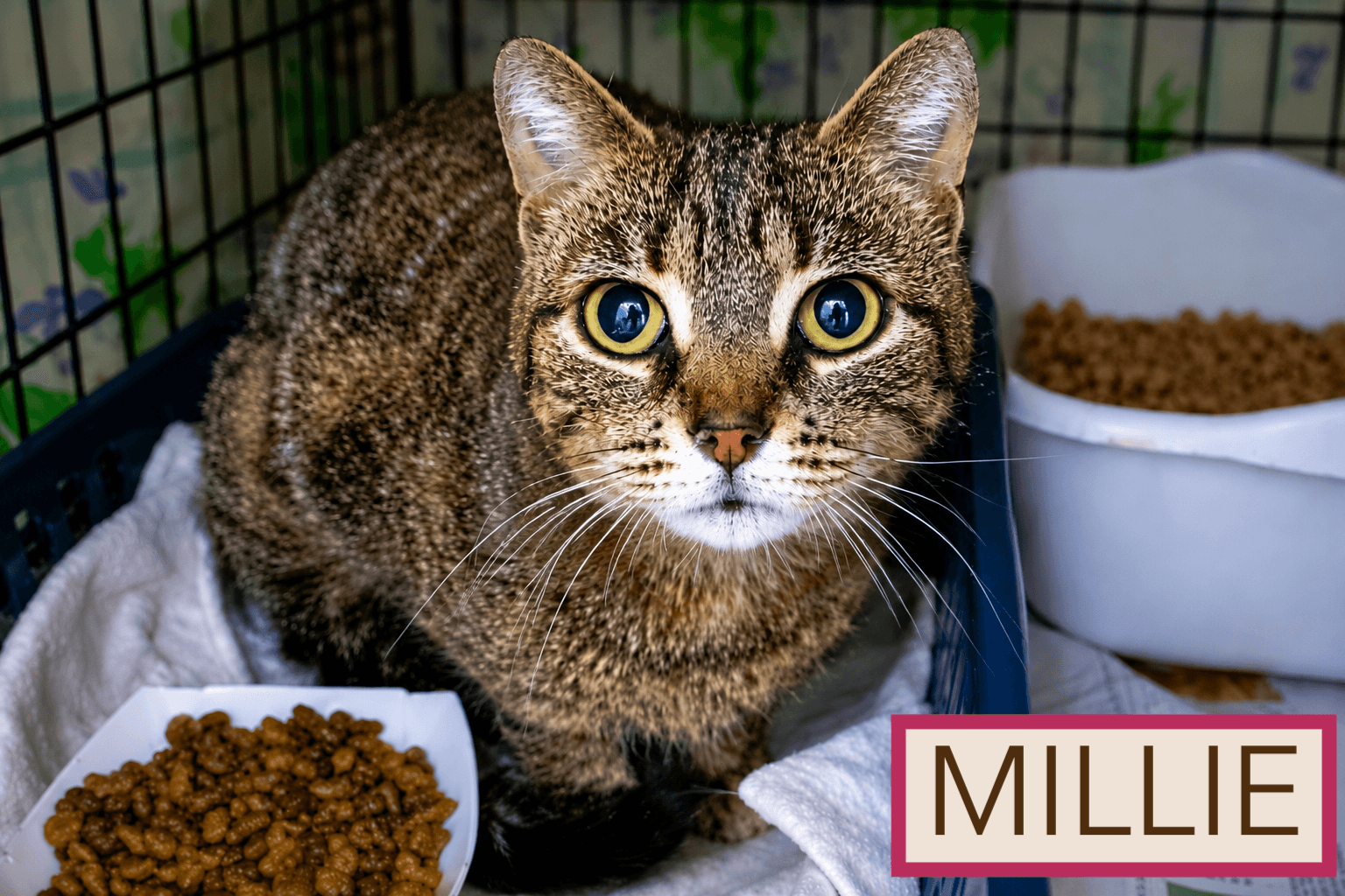 Millie Fcid  -  Trainer - Tabby