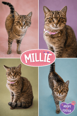 Millie Fcid  -  Trainer image 4